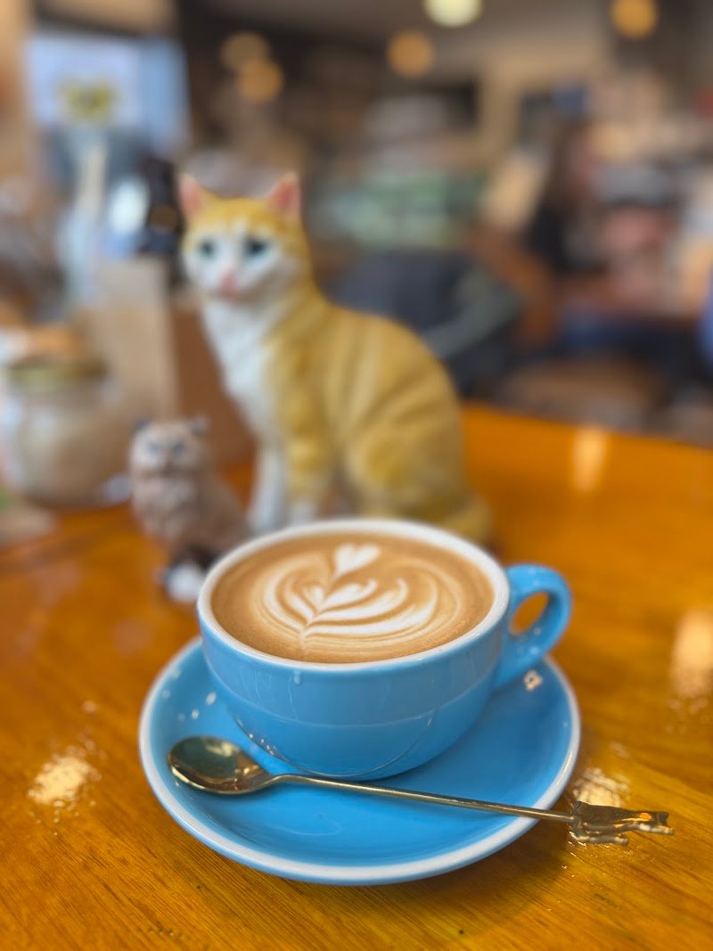 Cat-themed Japanese cafe | neko Geelong photo 6