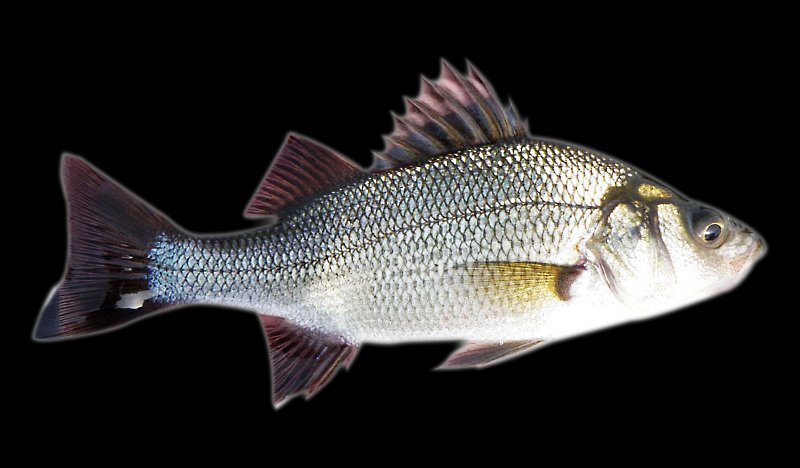 PARISSOS SEAFOODS photo 3